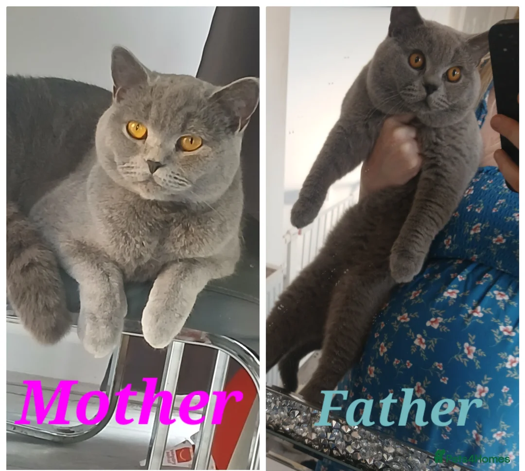 British Shorthair cats for sale: 😍BEAUTIFUL BRITISH SHORTHAIR KITTENS FOR SALE 😸  in Huntingdon - Advert 1