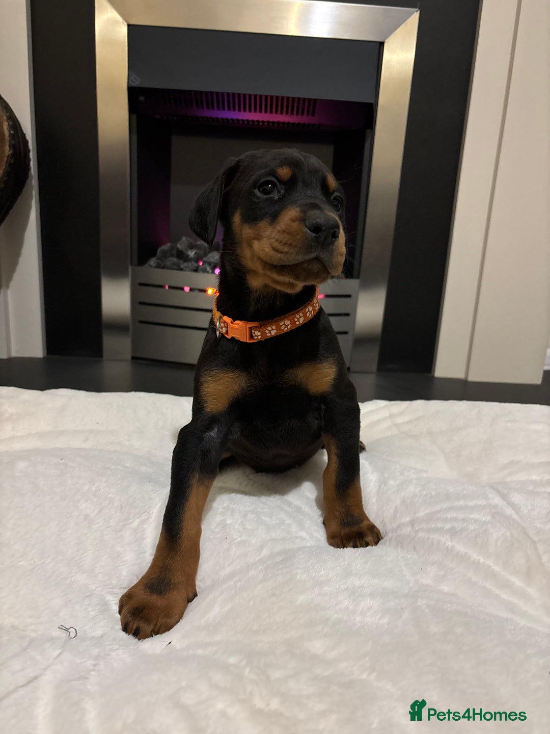 Dobermann dogs for sale: Stunning KC Dobermans champion bloodlines  - Advert 25
