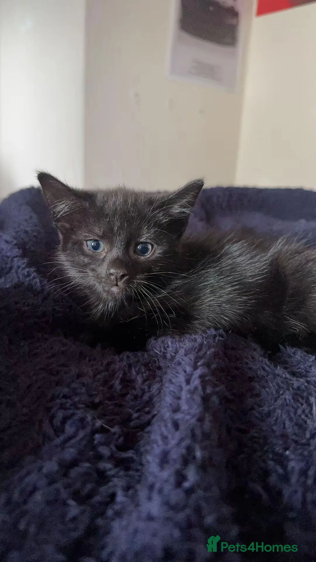 Savannah cats for sale: savannah/maine coon tabby mix kittens  - Advert 14