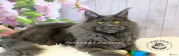 Maine Coon cats for sale: TICA registered adorable Maine coon kittens - Advert 15