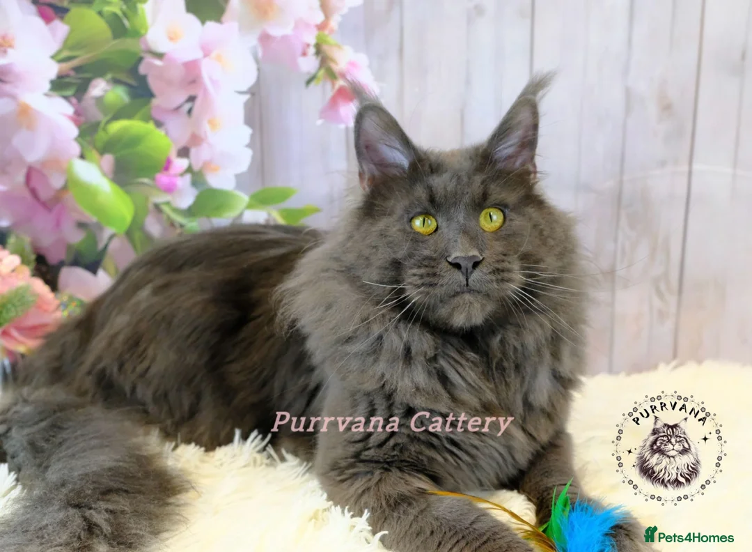 Maine Coon cats for sale: TICA registered adorable Maine coon kittens - Advert 15