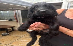 Goldendoodle dogs for sale: MultiGen Goldendoodles  - Image 29