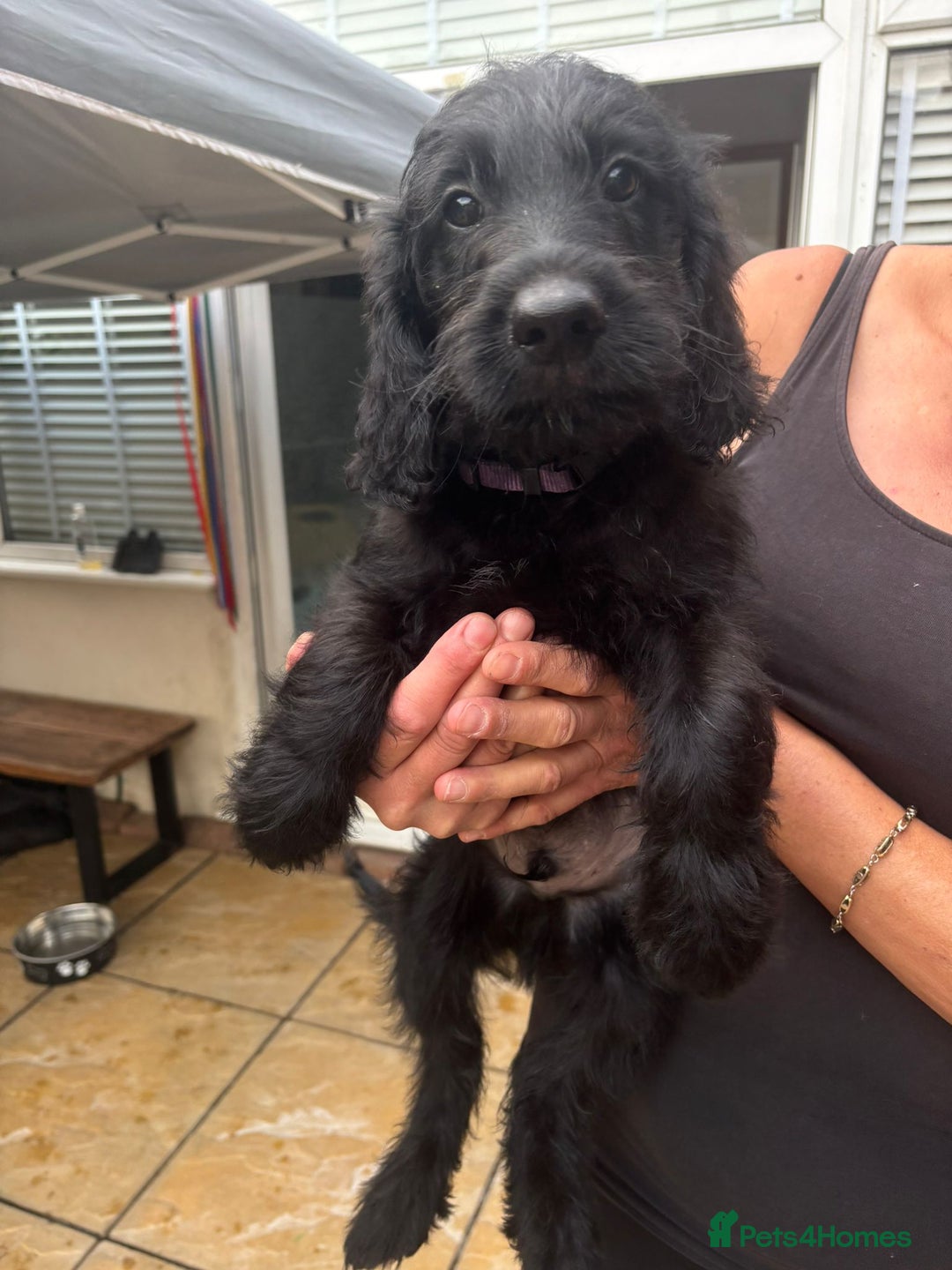 Goldendoodle dogs for sale: MultiGen Goldendoodles  - Image 29