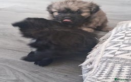 Shih Tzu dogs for sale: Imperial Shih tzu  - Image 18