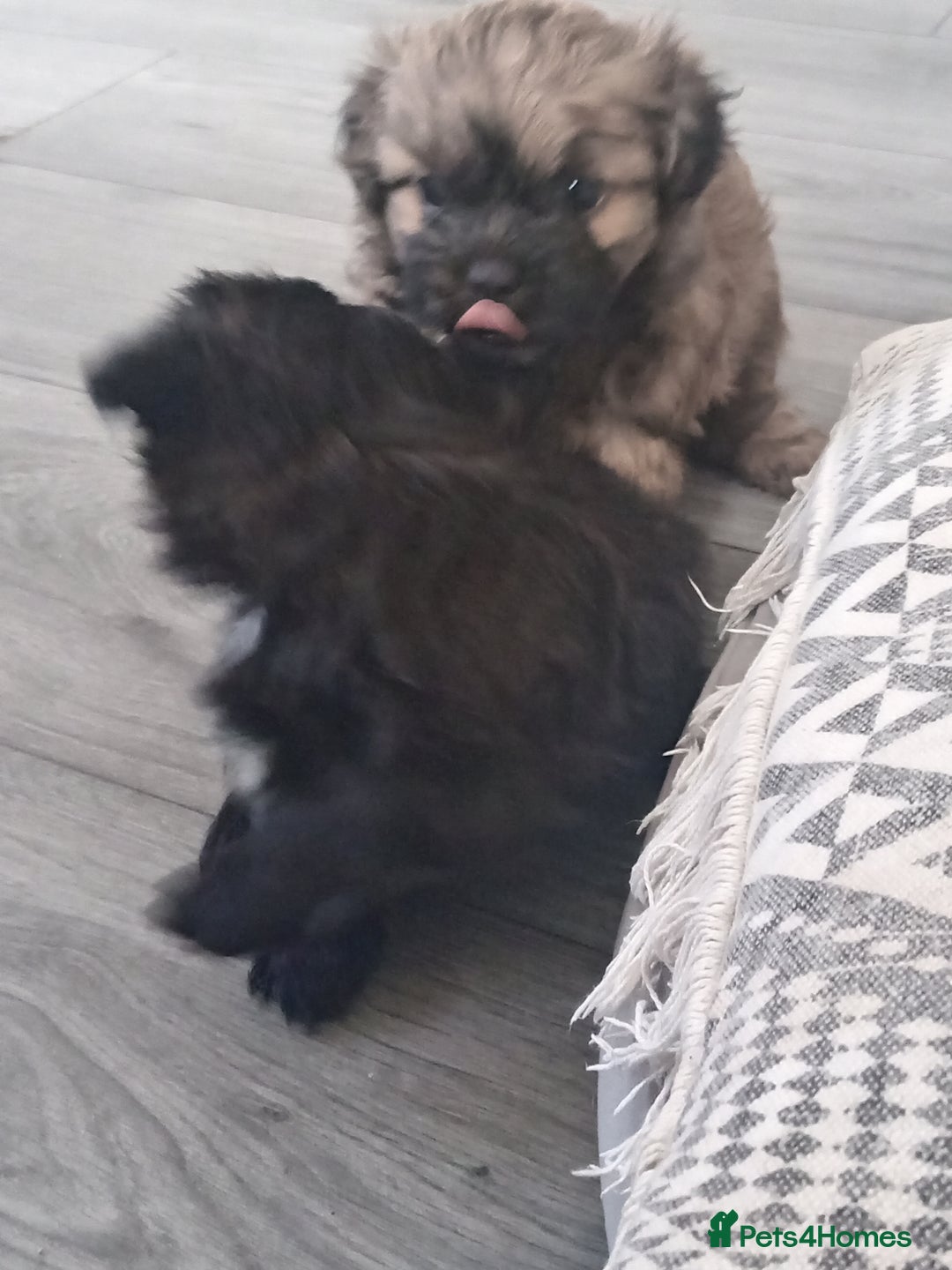 Shih Tzu dogs for sale: Imperial Shih tzu  - Image 18