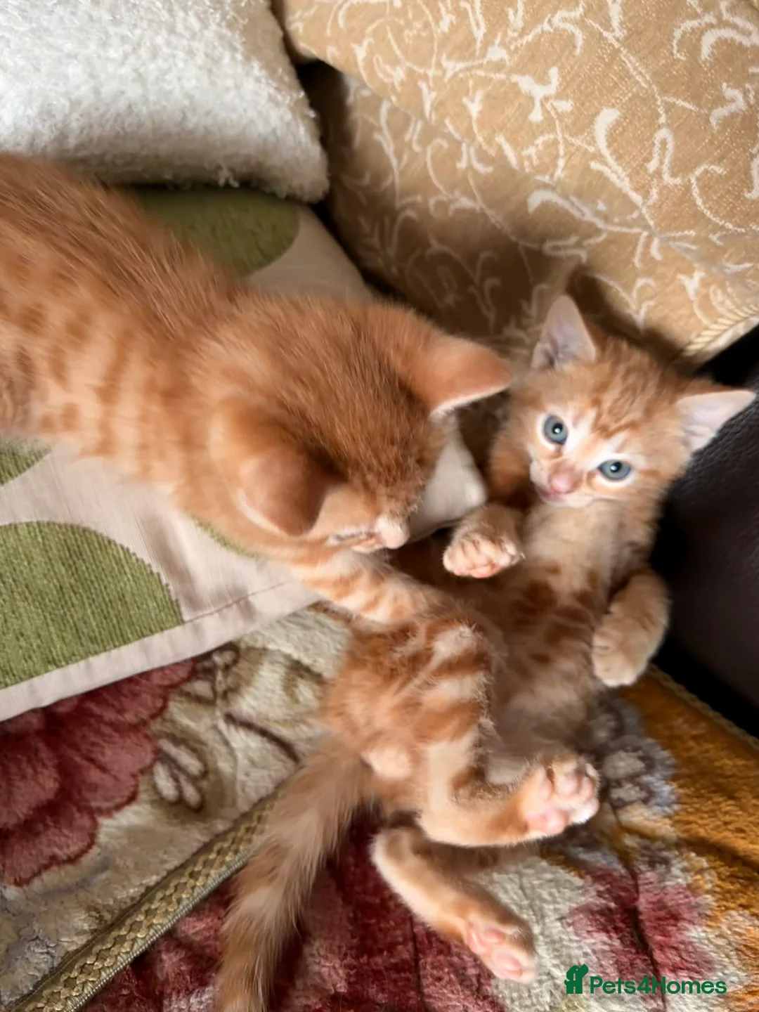 Mixed Breed cats for sale: Adorable 3 Kittens Looking for Loving Homes 🐾 - Advert 6