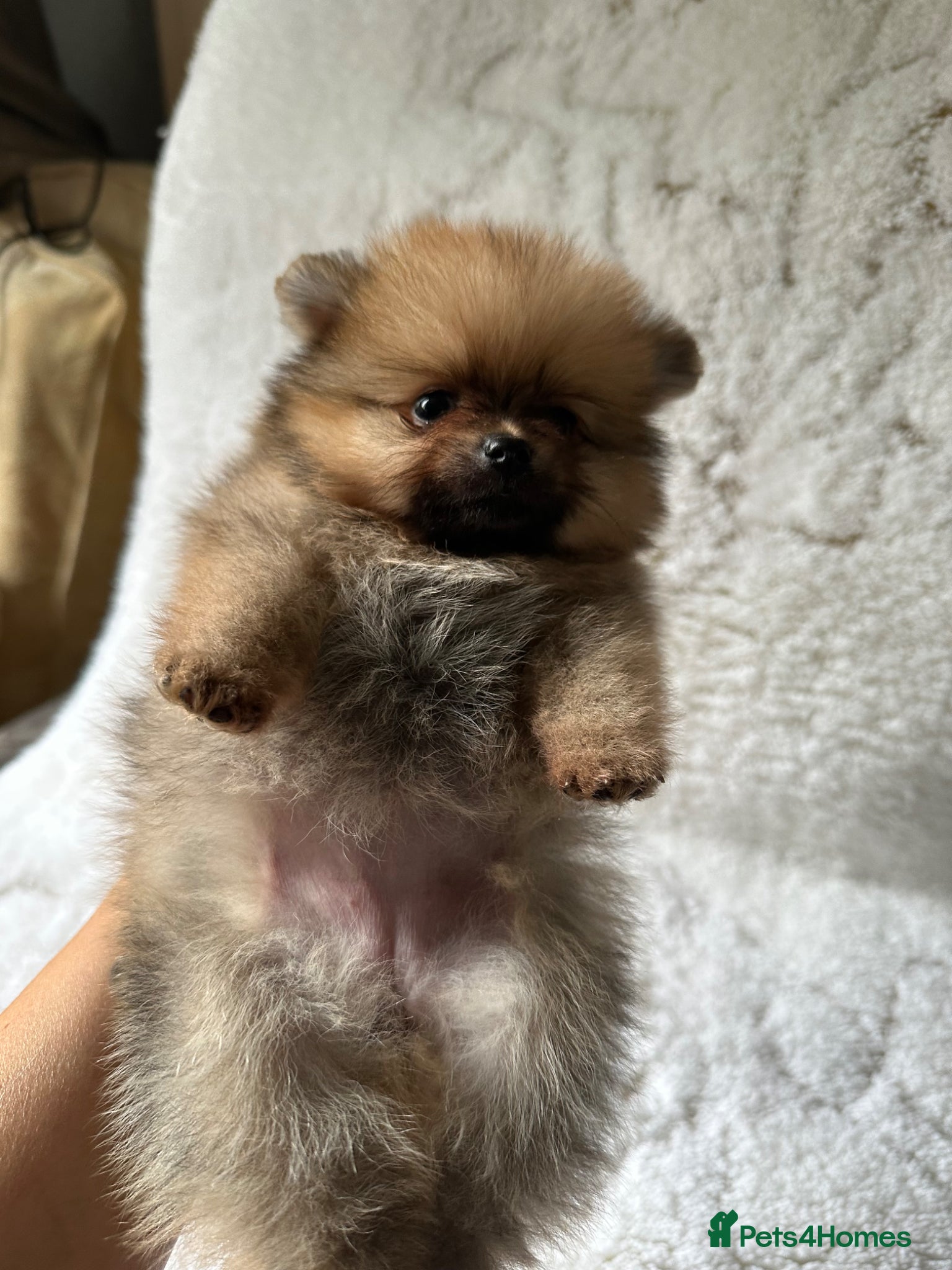 Pomeranian dogs for sale: Russian/Taiwan Pomeranian puppies in Wolverhampton - Advert 6