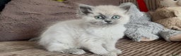 Mixed Breed cats for sale: Stunning female Persian x ragdoll - Advert 6