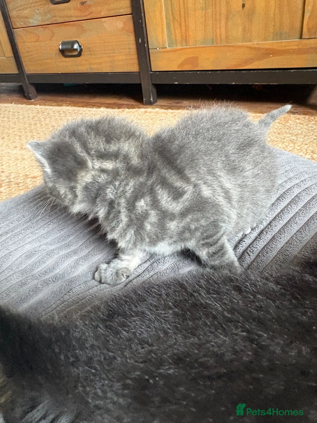 Mixed Breed cats for sale: Stunning mixed litter  - Advert 10