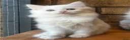 Turkish Angora cats for sale: Kittens available for loving homes - Advert 5