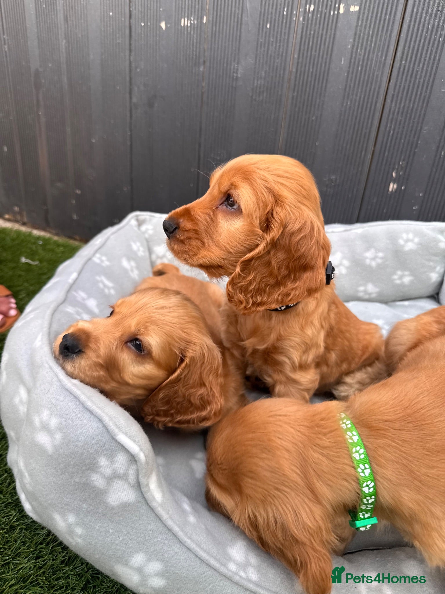 Cocker Spaniel dogs Cocker spaniel puppies  - Advert 1