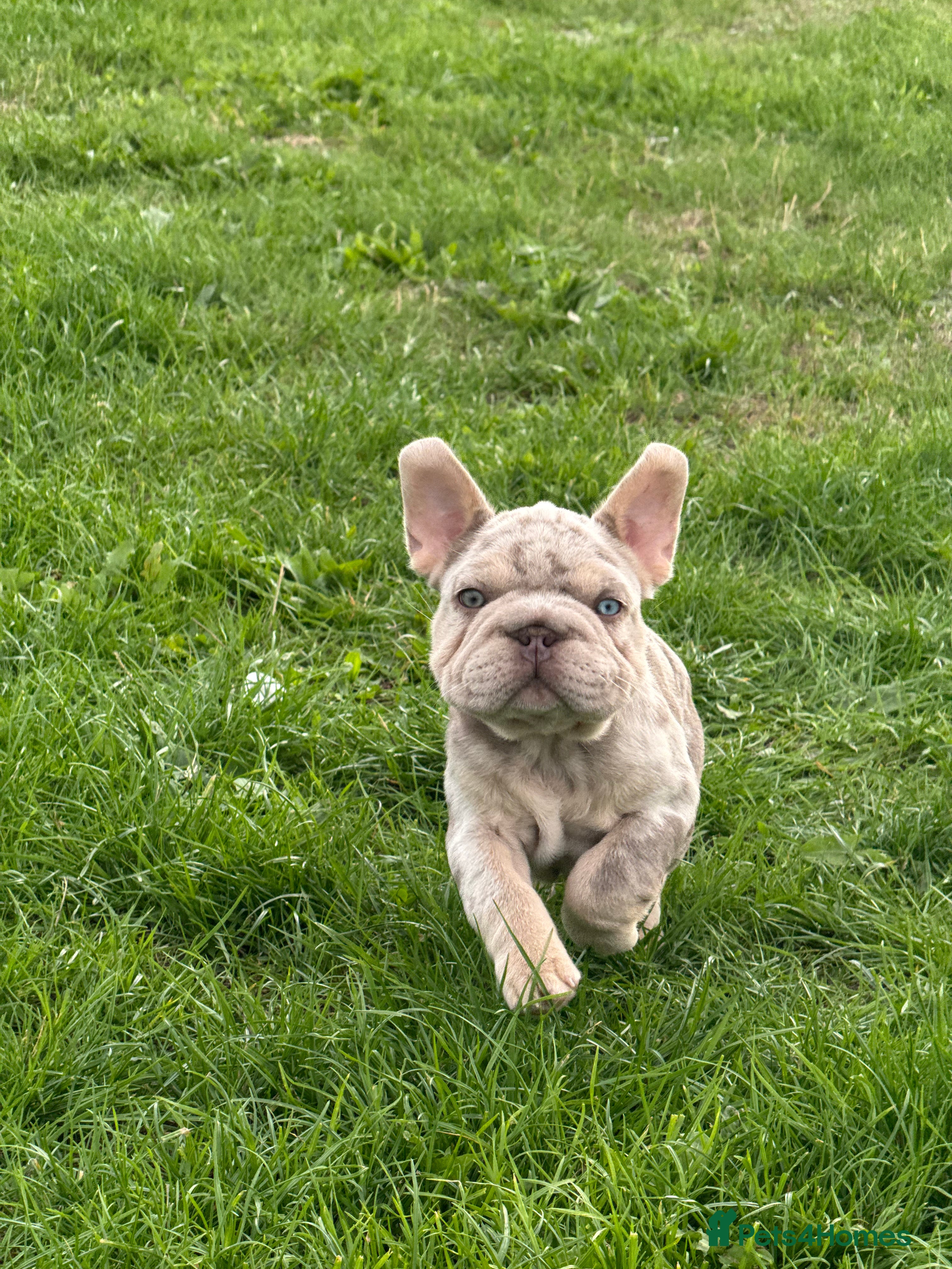 French Bulldog dogs Fluffy French bulldog pups REDUCED TO FIND HOMES - Advert 2