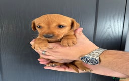 Labrador Retriever dogs for sale: KC registered Fox Red Labrador puppies  - Image 6