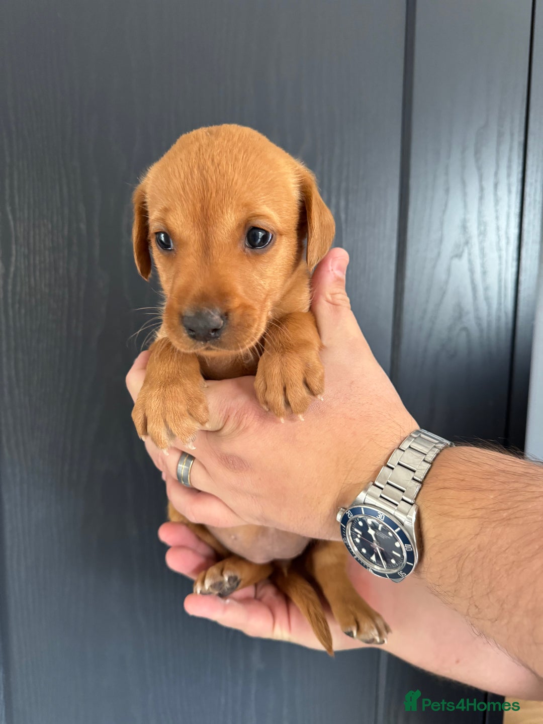 Labrador Retriever dogs for sale: KC registered Fox Red Labrador puppies  - Image 6