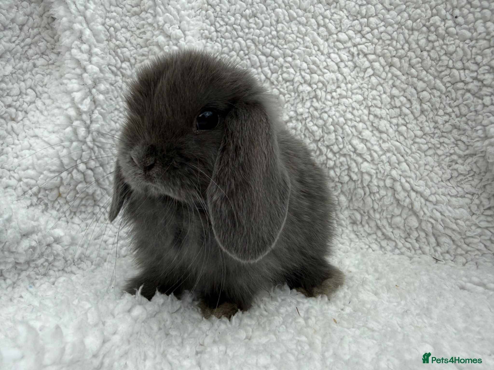 Mini Lop rabbits Last 3 mini lops available  - Advert 5