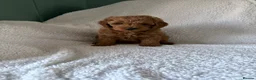 Cavapoo dogs for sale: F1b Cavapoo Puppies 1 Boy,2 Girls in Leeds - Advert 7