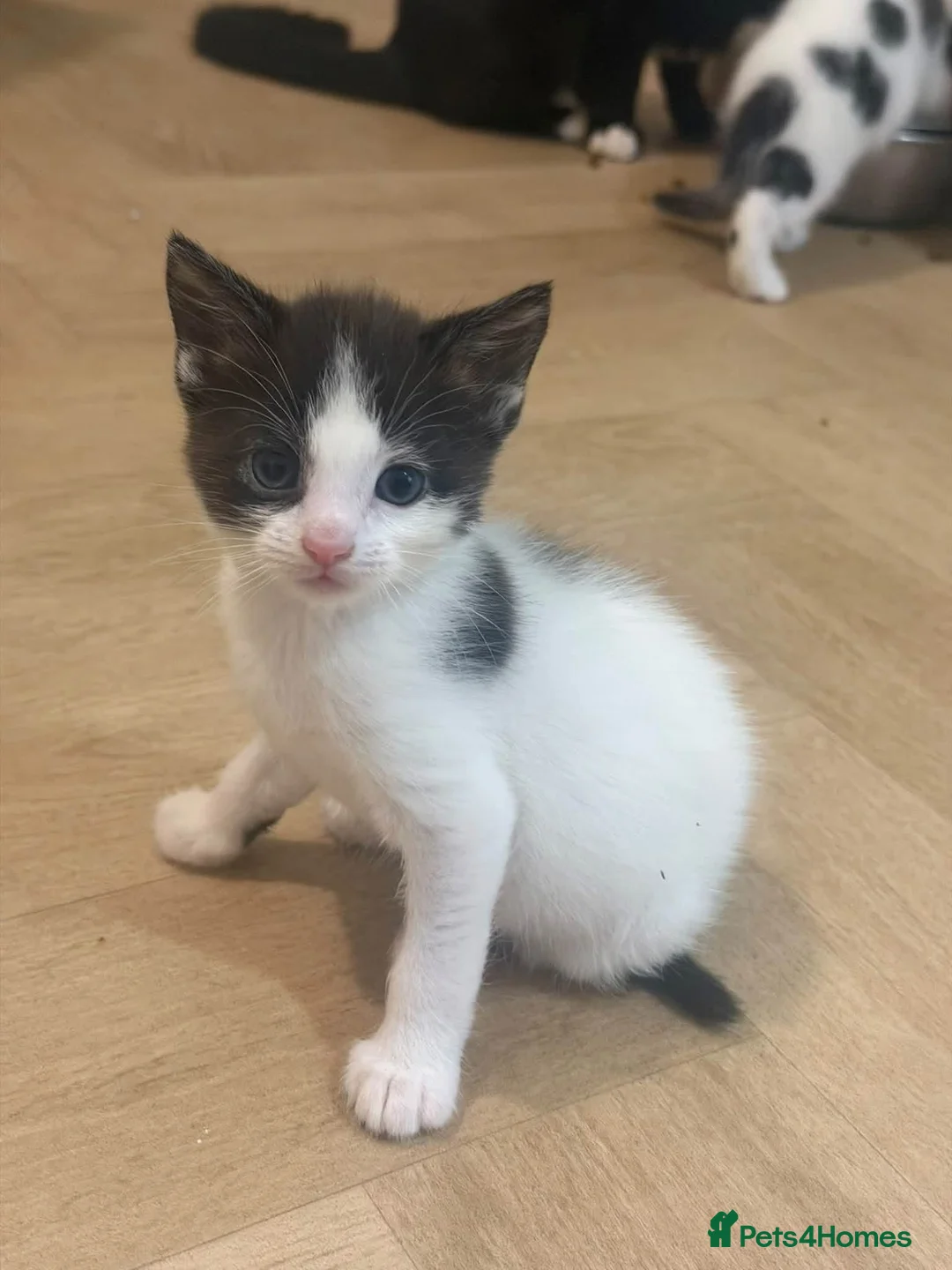 Mixed Breed cats for sale: Kittens  in Nuneaton - Advert 2