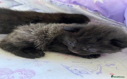 Domestic Shorthair cats for sale: Black kittens - Image 5