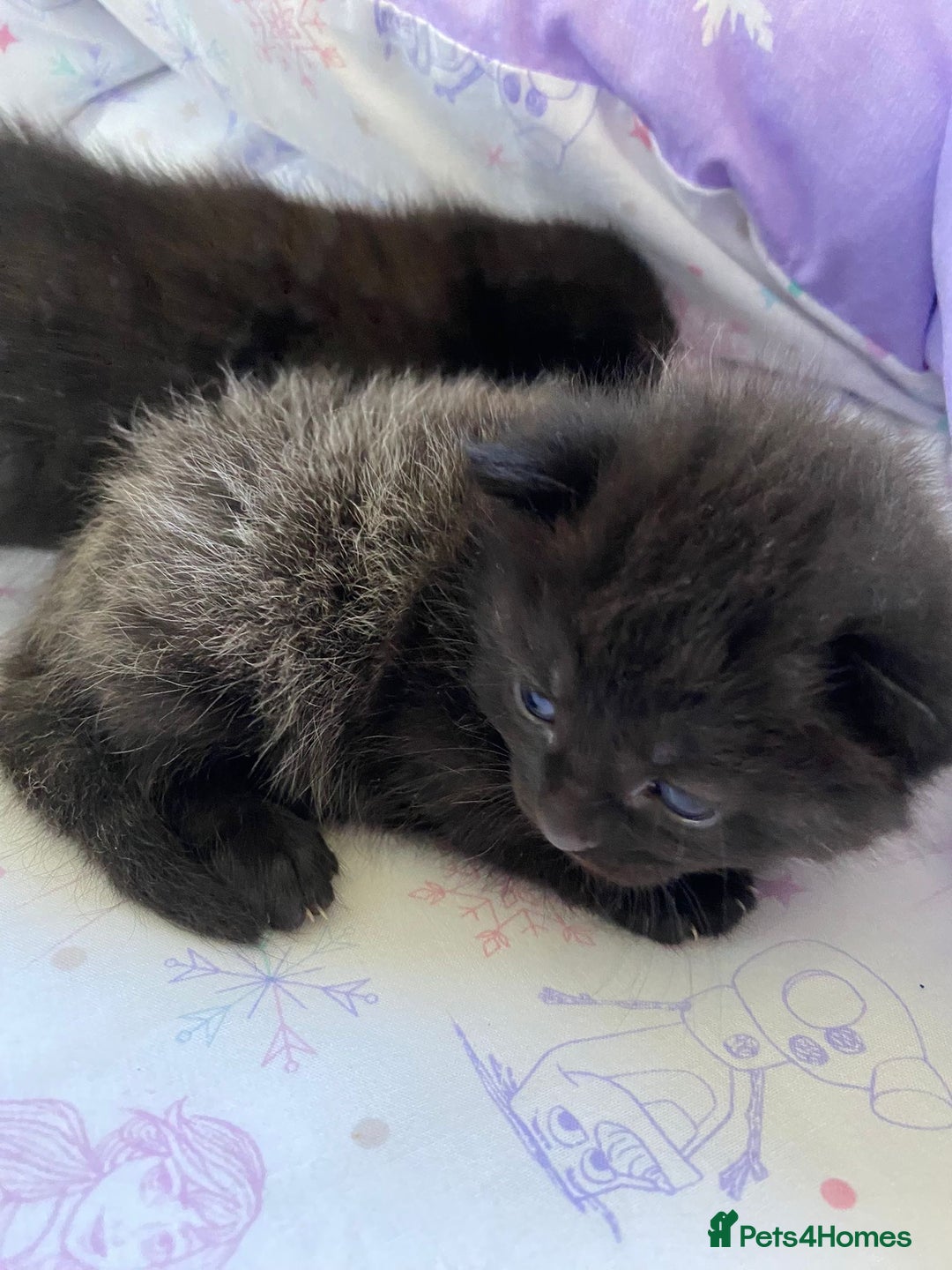 Domestic Shorthair cats for sale: Black kittens - Image 5