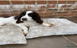 Cocker Spaniel dogs for sale: OUT STANDING  GORGEOUS SHOW TYPE COCKER SPANIEL  - Image 11