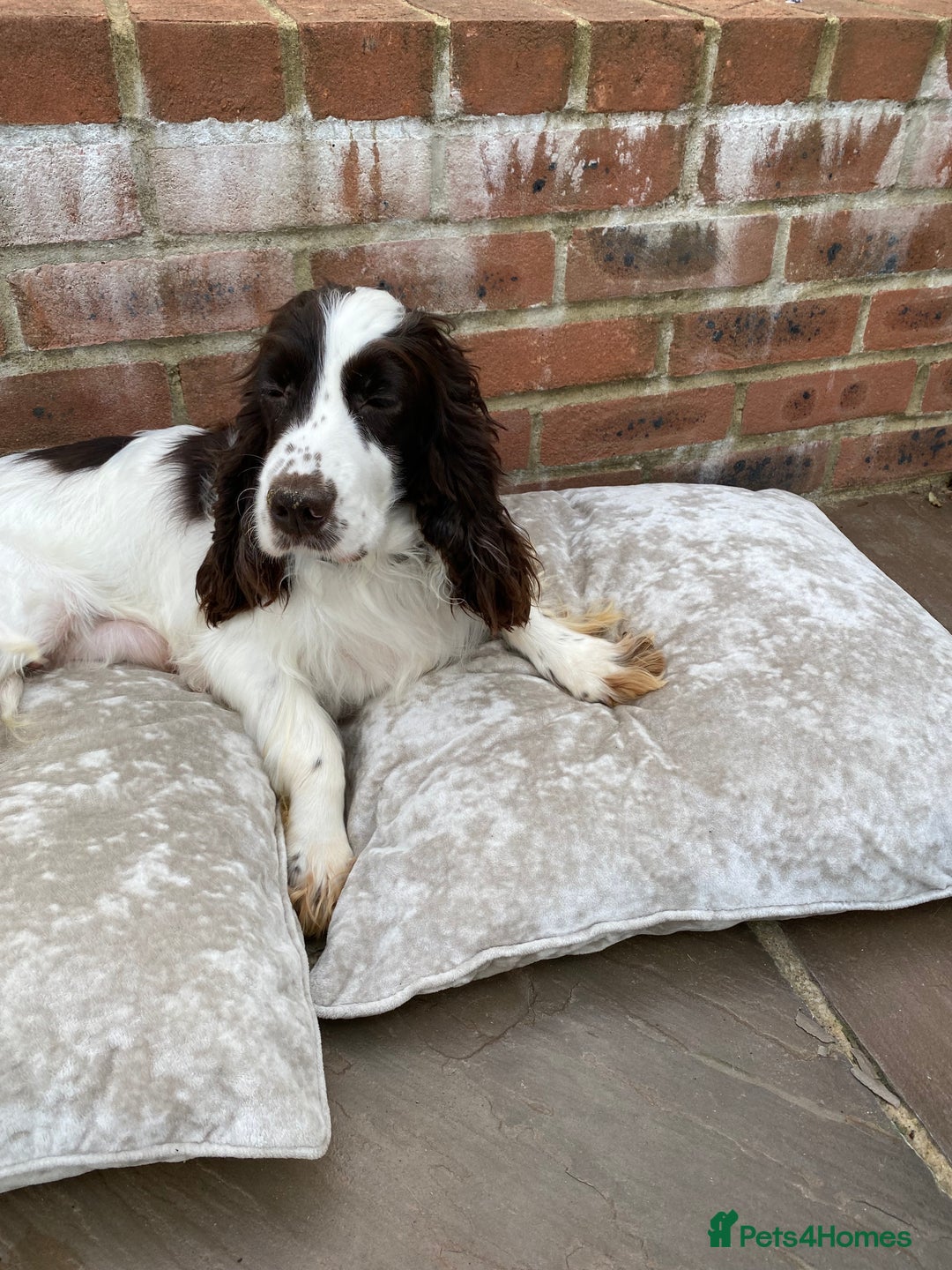 Cocker Spaniel dogs for sale: OUT STANDING  GORGEOUS SHOW TYPE COCKER SPANIEL  - Image 11