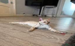 Bengal cats for sale: TICA registered snow lynx Bengal Kittens in Reading - Image 18