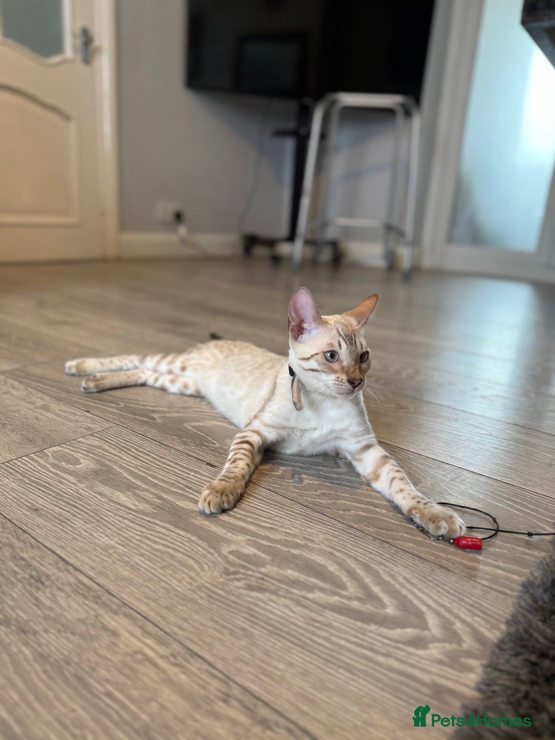 Bengal cats for sale: TICA registered snow lynx Bengal Kittens in Reading - Image 18
