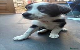 Mixed Breed dogs for sale: Border colllie/bearded collie pups  - Image 25