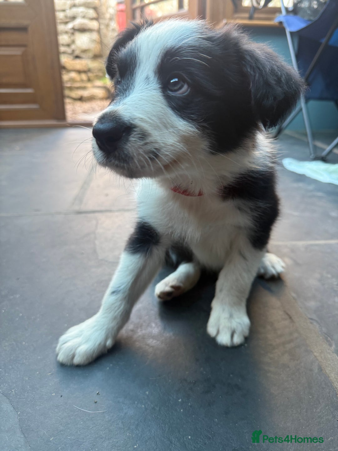 Mixed Breed dogs for sale: Border colllie/bearded collie pups  - Image 25
