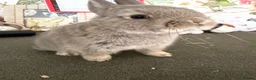 Netherland Dwarf rabbits for sale: Netherland dwarfs  - Advert 4