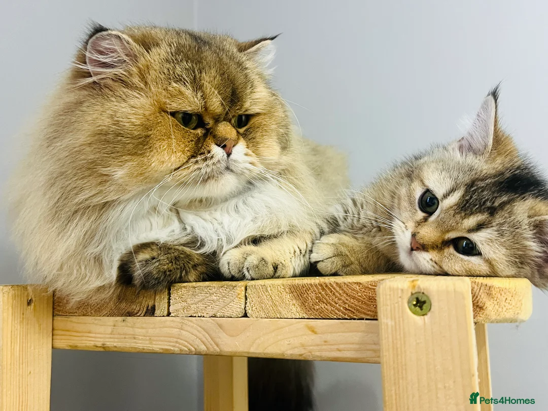 Scottish Fold cats for sale: TICA registered Pedigree boy kitten  - Advert 1