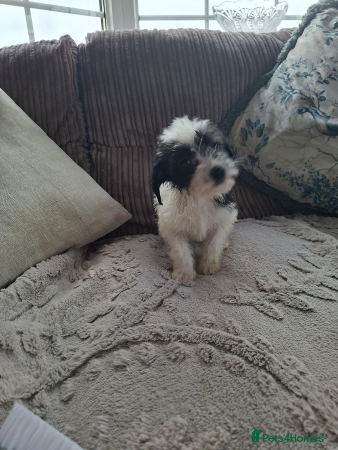 Mixed Breed dogs for sale: Jackapoos - Advert 5