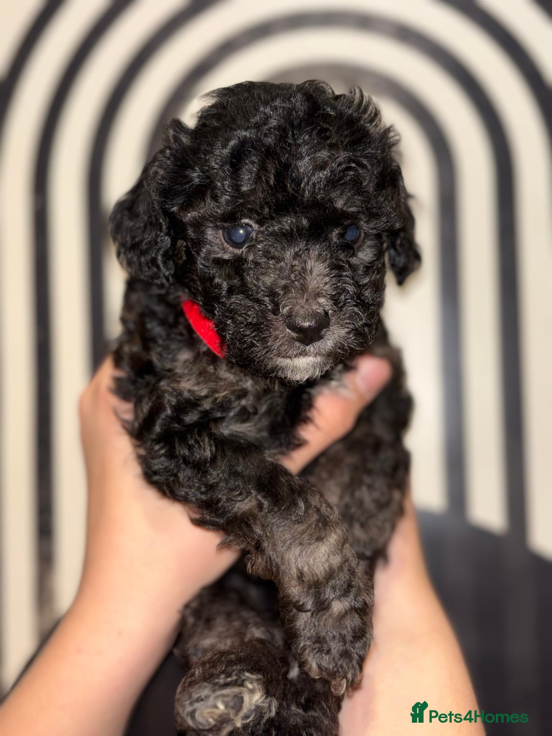 Poochon dogs for sale: Beautiful Poochon’s  - Advert 4