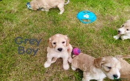 Cockapoo dogs for sale: ⭐️VERY RARE TOY Cockapoo Puppies⭐️🐶 - Image 37