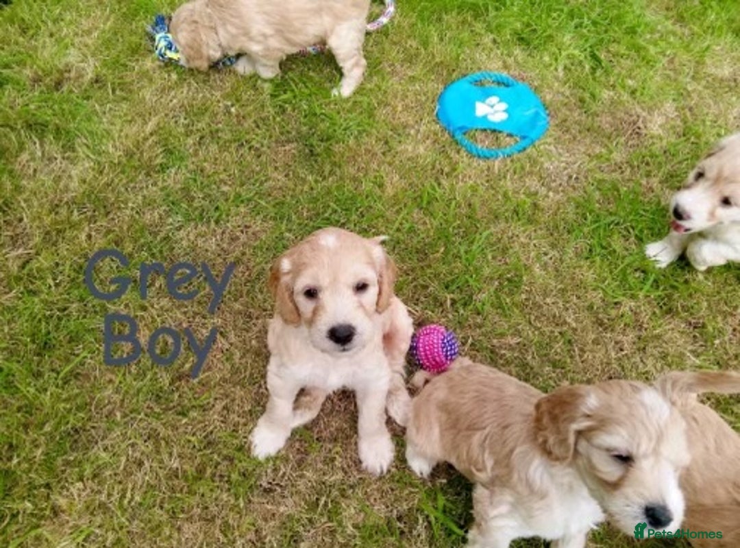 Cockapoo dogs for sale: ⭐️VERY RARE TOY Cockapoo Puppies⭐️🐶 - Image 37