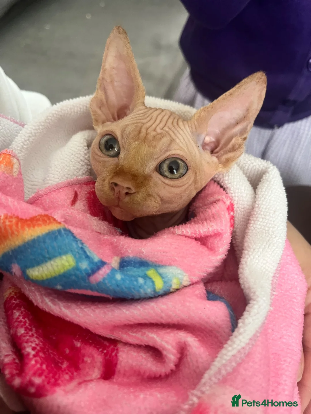 Sphynx cats for sale: Male Sphynx kitten - Advert 2