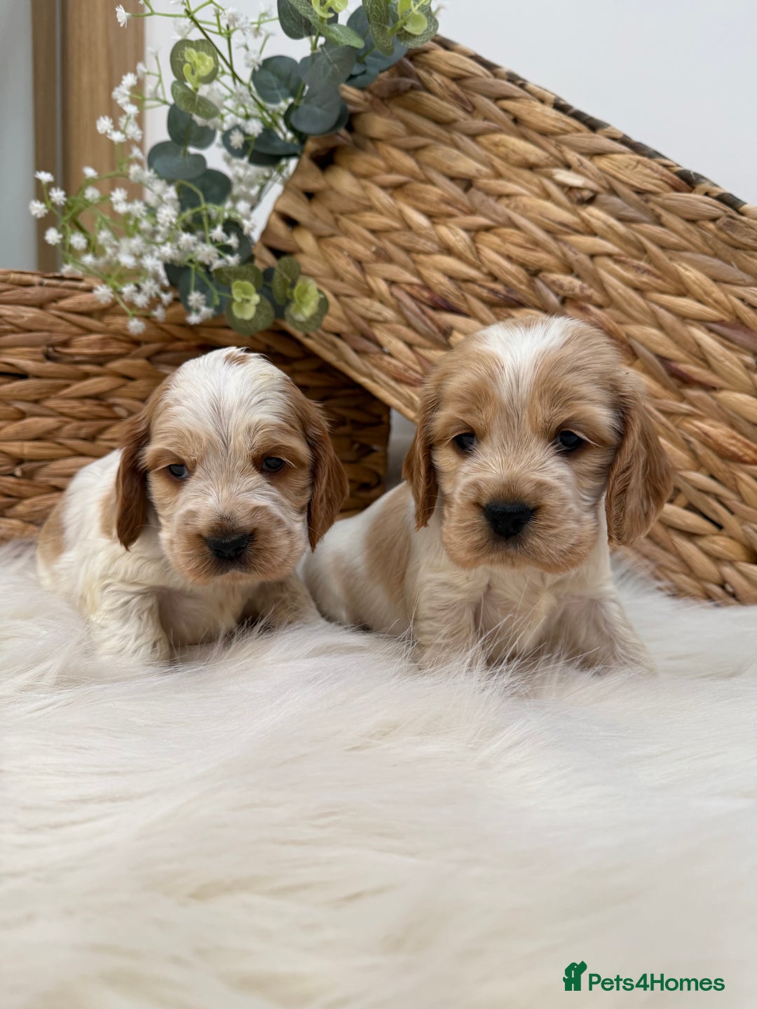 Cocker Spaniel dogs for sale: Quality Health Tested KC Reg Show cocker spaniels  - Advert 18
