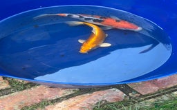 Koi Carp fish for sale: Two koi both about 26cm long  - Image 3