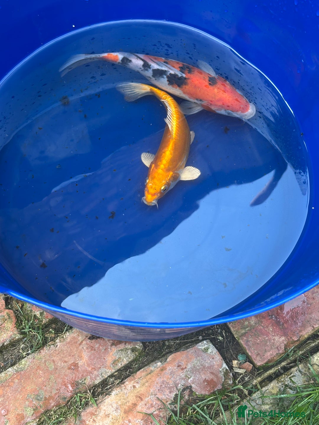 Koi Carp fish for sale: Two koi both about 26cm long  - Image 3