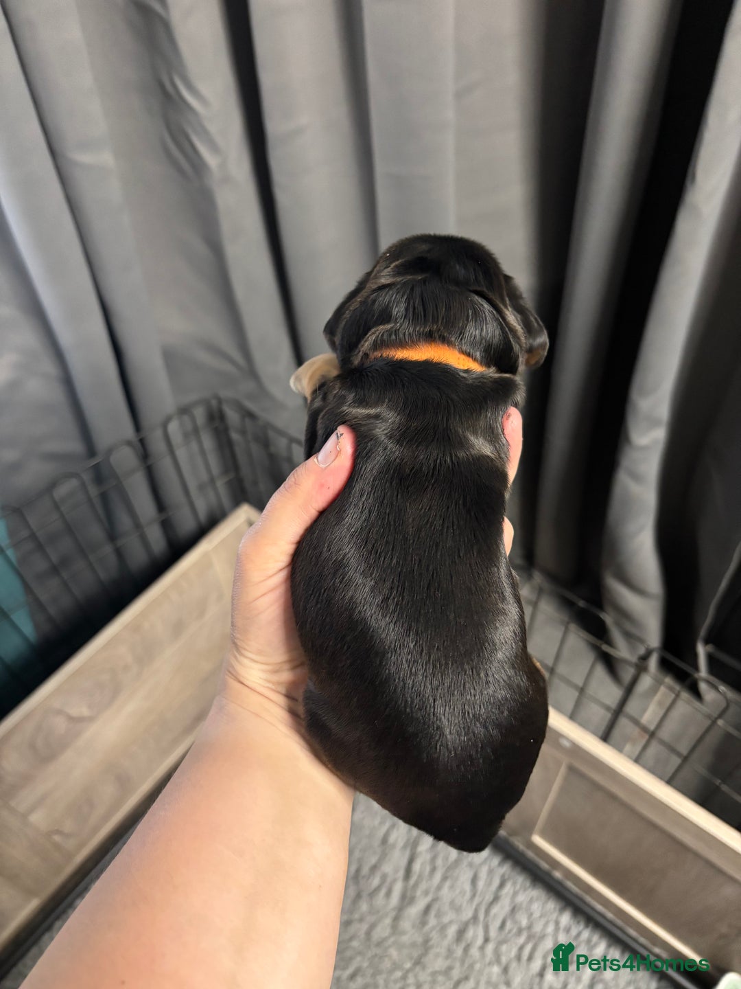 Cocker Spaniel dogs for sale: KC & HEALTH TESTED CHOC SABLE PUPS - Image 14