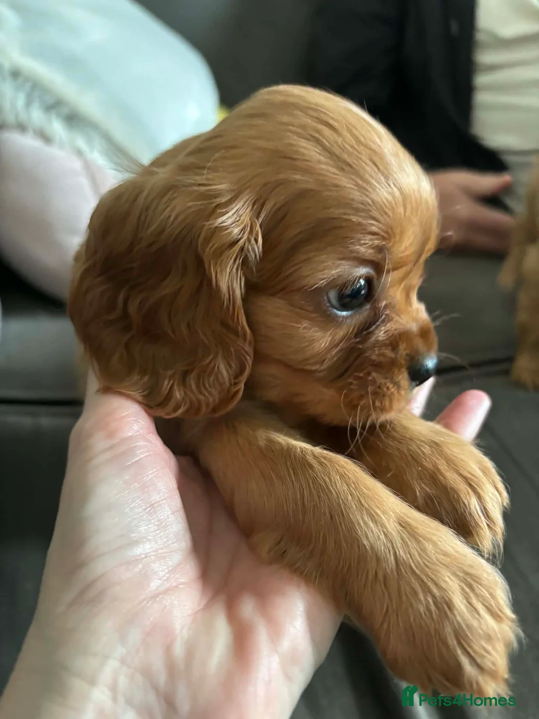 Cavalier King Charles Spaniel dogs for sale: Ruby cavalier King Charles puppies - Advert 15