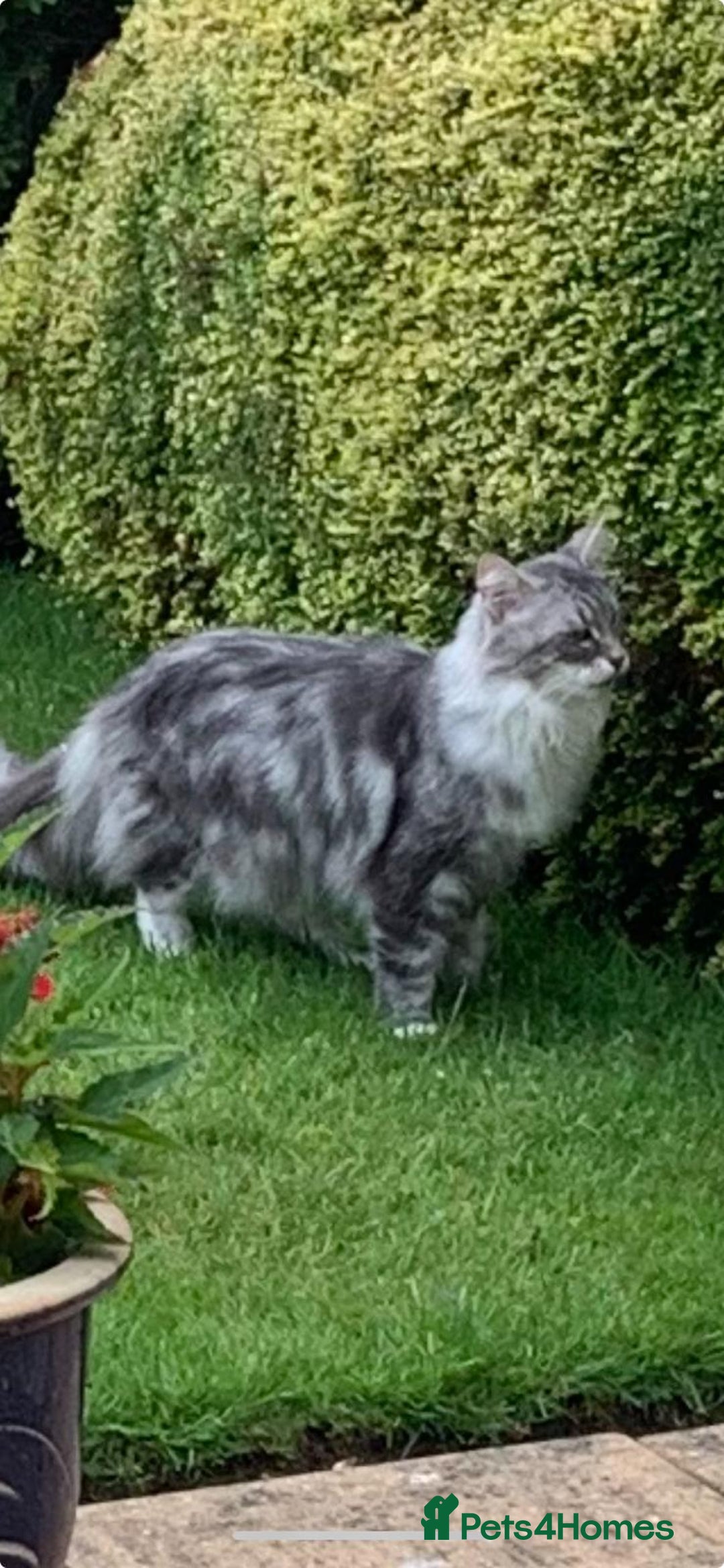 Norwegian Forest Cat cats for sale: GCCF PEDIGREE NORWEGIAN FOREST KITTEN READY NOW! - Image 4