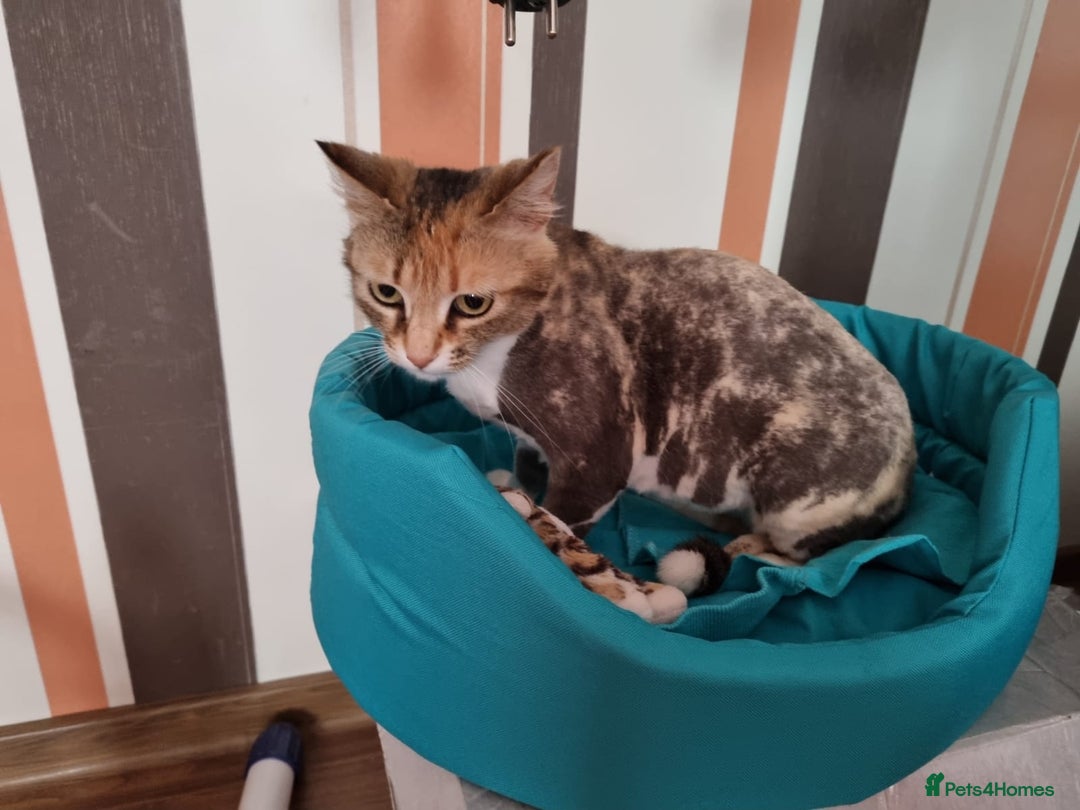 Mixed Breed cats for adoption: SHOSE - a Lovely girl for a Loving Home - Image 6