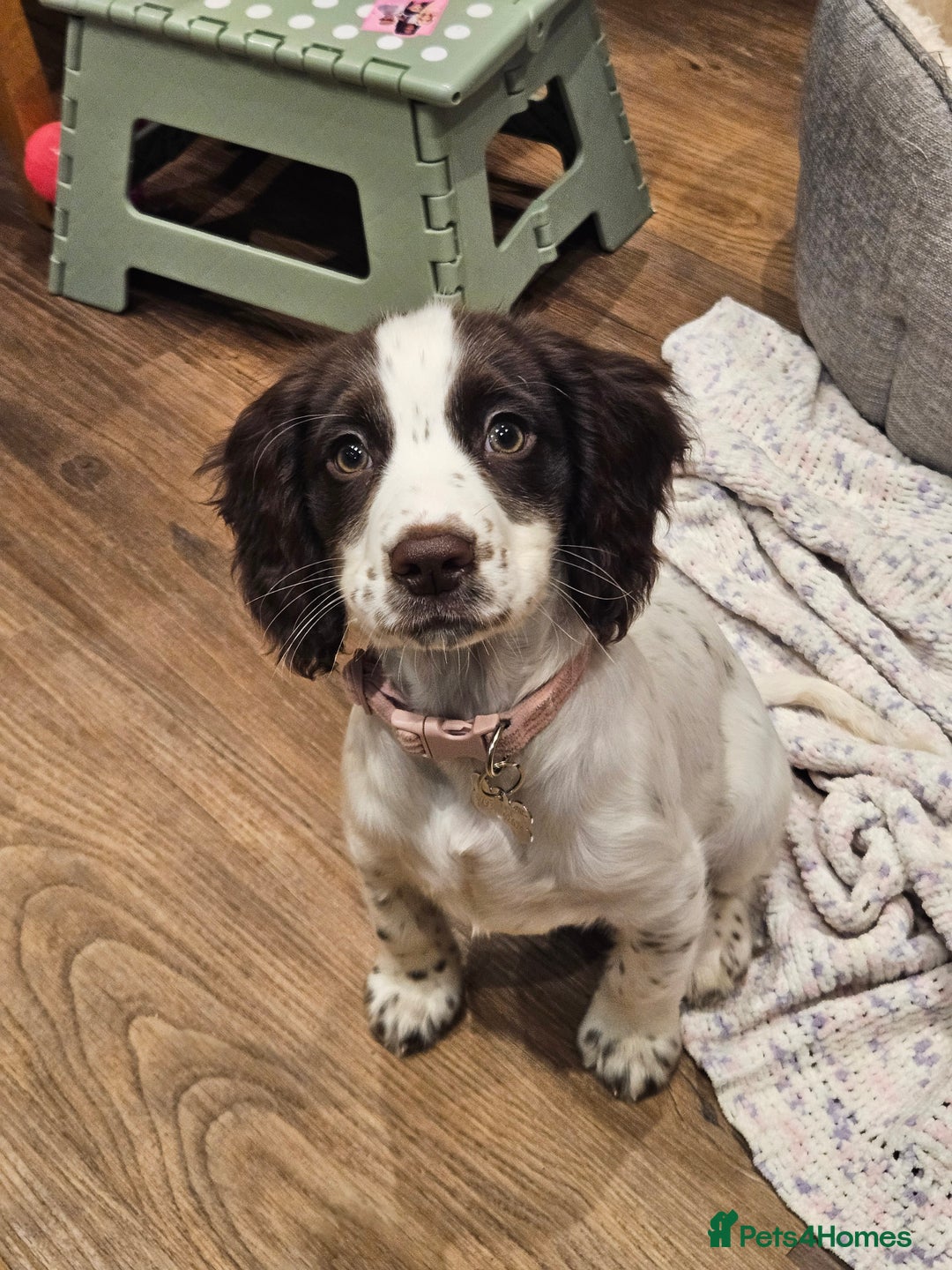 Cocker Spaniel dogs for sale: Cocker Spaniel  - Advert 2