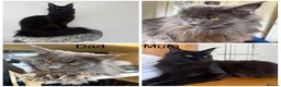 Maine Coon cats for sale: 🐾Tica registered Maine Coon Kittens Available 🐾 - Advert 9
