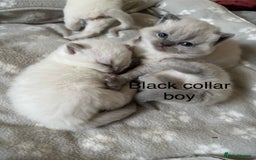 British Shorthair cats for sale: GGCF British shorthair Blue colourpoint kittens  - Image 14