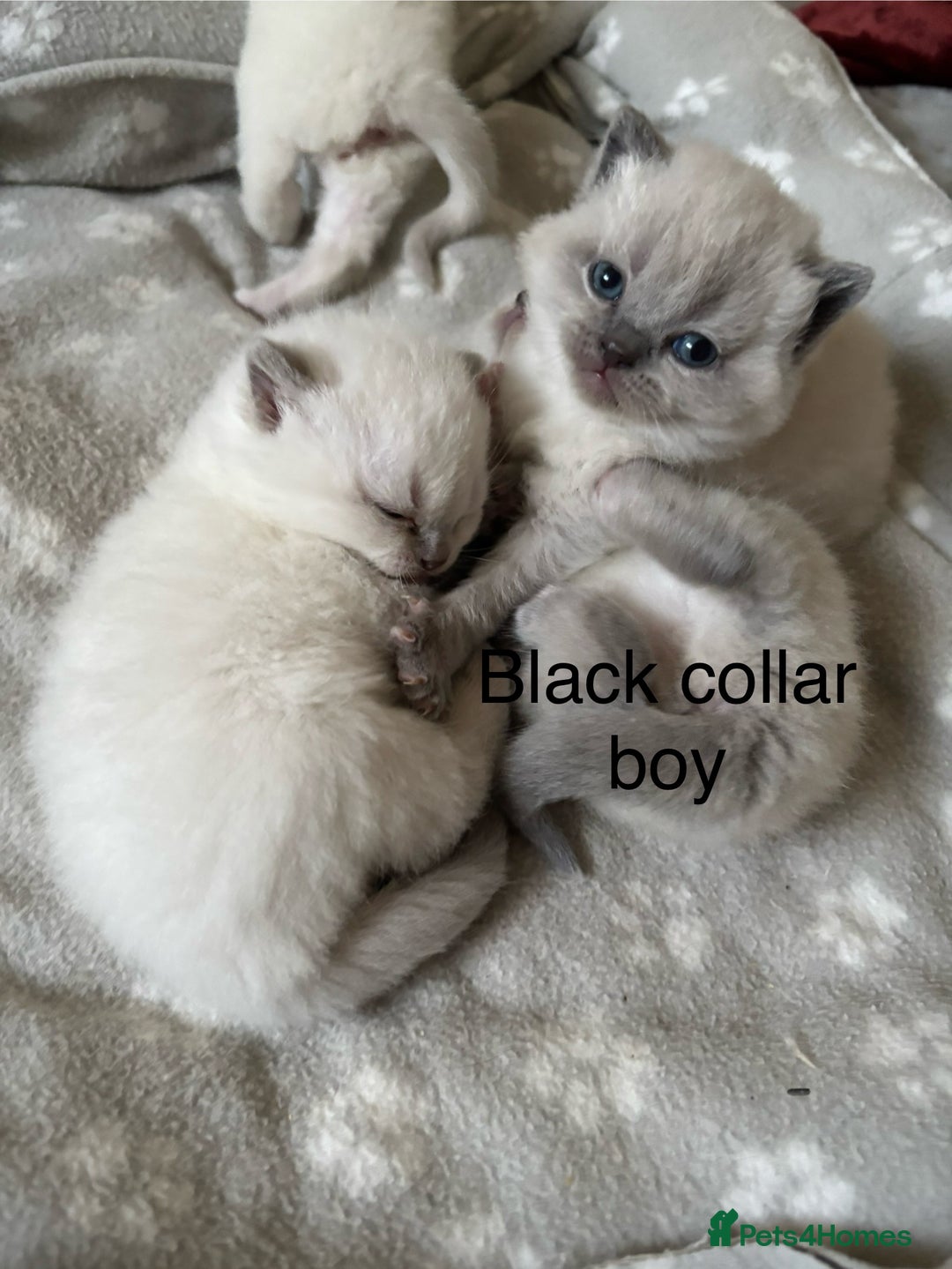 British Shorthair cats for sale: GGCF British shorthair Blue colourpoint kittens  - Image 14