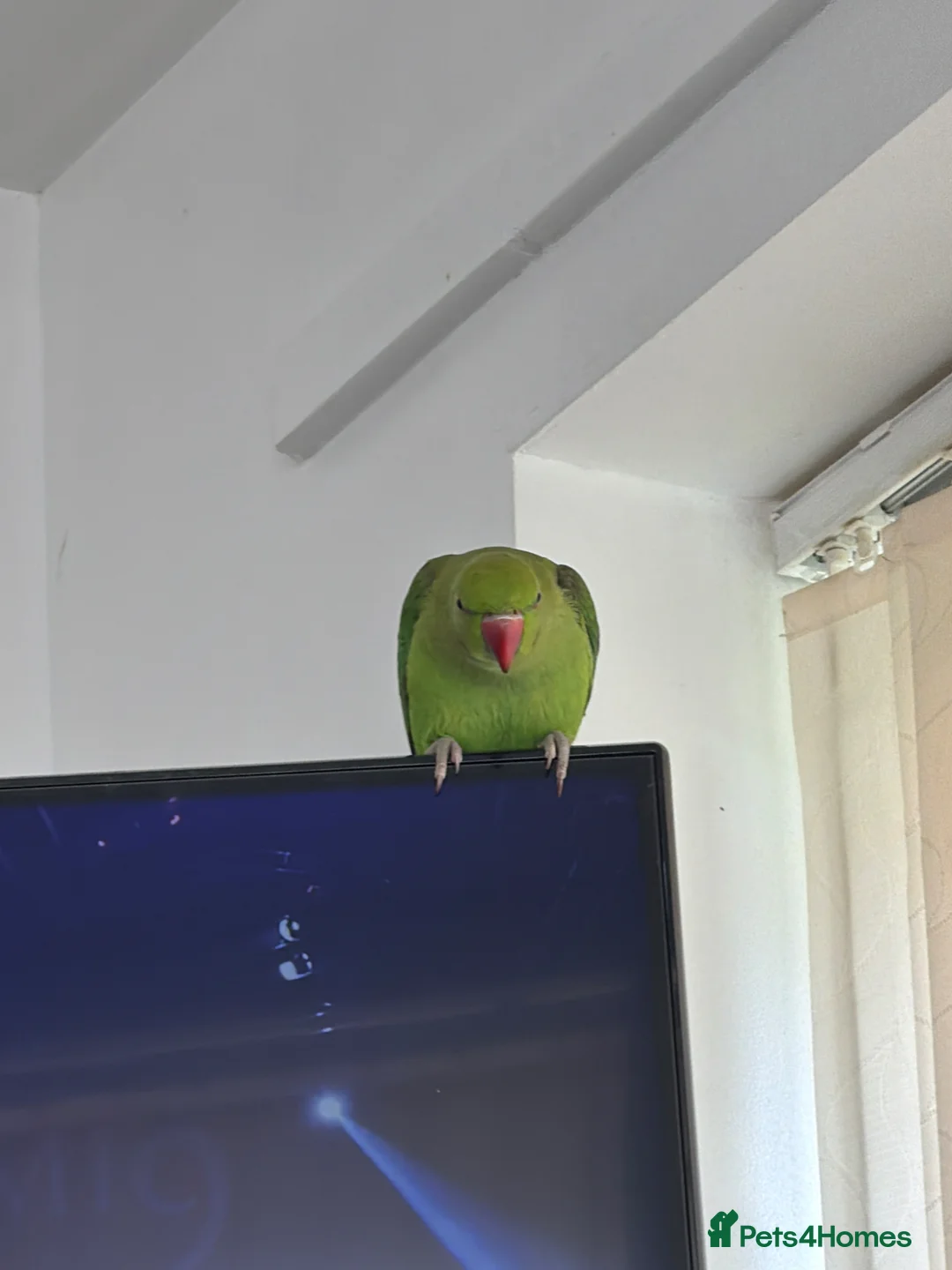 Ringnecks birds for sale: Ringneck parrot  - Advert 2