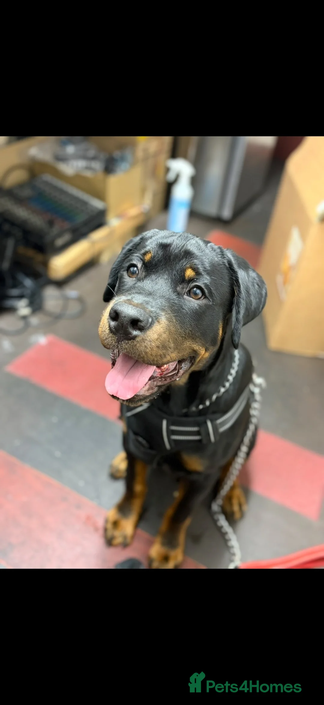 Rottweiler dogs for sale: Rottweiler for sale in Wolverhampton - Advert 5