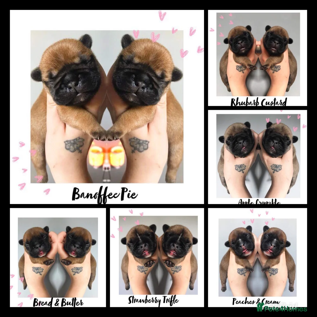 French Bulldog dogs for stud: Henri show winning red fawn stud  - Advert 23